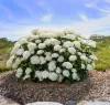 Cserjés hortenzia - Hydrangea Arborescens "FlowerWOW"
