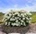 Cserjés hortenzia - Hydrangea Arborescens "FlowerWOW"