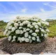 Cserjés hortenzia - Hydrangea Arborescens "FlowerWOW"
