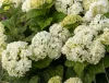 Cserjés hortenzia - Hydrangea Arborescens "FlowerWOW"
