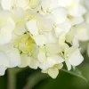 Cserjés hortenzia - Hydrangea Arborescens "FlowerWOW"