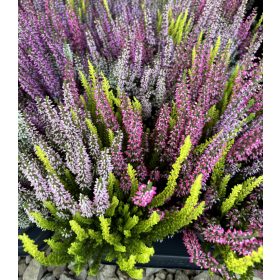 Csarab Mix - Calluna vulgaris