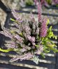 Csarab Mix - Calluna vulgaris