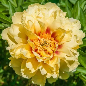 Paeonia Itoh "Bartzella" - Itoh Bazsarózsa hibrid-K3