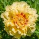 Paeonia Itoh "Bartzella" - Itoh Bazsarózsa hibrid-K3