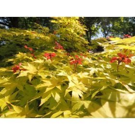 Japán juhar - Acer palmatum "Summer Gold Yellow"