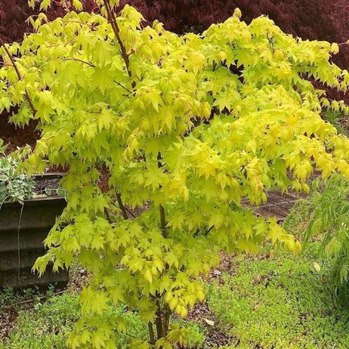 Japán juhar - Acer palmatum "Summer Gold Yellow"