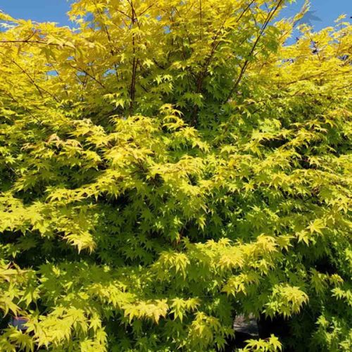 Japán juhar - Acer palmatum "Summer Gold Yellow"