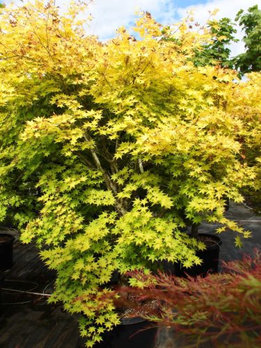 Japán juhar - Acer palmatum "Summer Gold Yellow"
