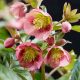 Helleborus x hybridus "Decaya Pink" - Hunyor