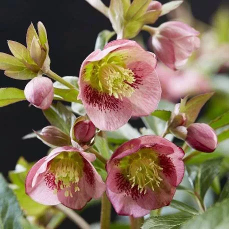 Helleborus x hybridus "Decaya Pink" - Hunyor