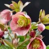 Helleborus x hybridus "Decaya Pink" - Hunyor