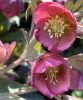 Helleborus x hybridus "Decaya Pink" - Hunyor