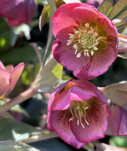 Helleborus x hybridus "Decaya Pink" - Hunyor