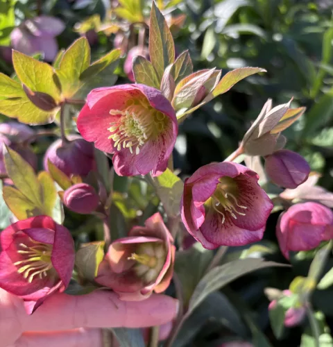 Helleborus x hybridus "Decaya Pink" - Hunyor
