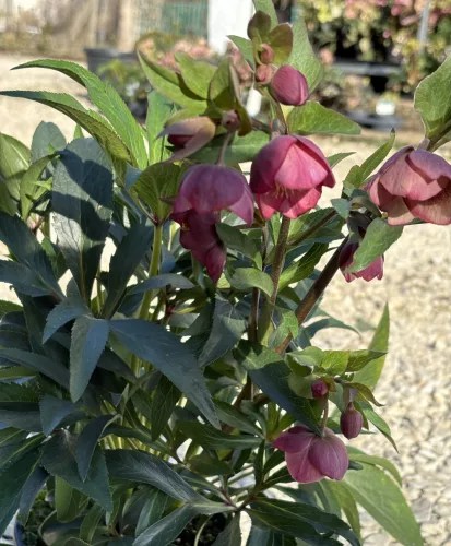 Helleborus x hybridus "Decaya Pink" - Hunyor