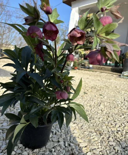 Helleborus x hybridus "Decaya Pink" - Hunyor