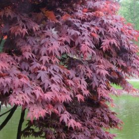   Japán juhar - Acer palmatum "Atropurpureum" - Cs15