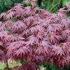 Japán juhar - Acer palmatum "Atropurpureum" - Cs15