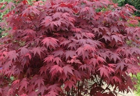 Japán juhar - Acer palmatum "Atropurpureum" - Cs15