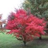 Japán juhar - Acer palmatum "Atropurpureum" - Cs15