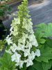 Tölgylevelű hortenzia - Hydrangea quercifolia " Jetstream"