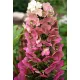 Tölgylevelű hortenzia - Hydrangea quercifolia " Jetstream"