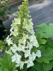 Tölgylevelű hortenzia - Hydrangea quercifolia " Jetstream"