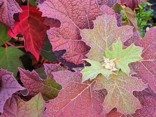 Tölgylevelű hortenzia - Hydrangea quercifolia " Jetstream"