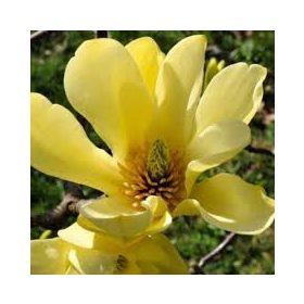 Magnolia  - 'Yellow River' - Liliomfa