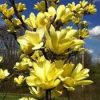 Magnolia  - 'Yellow River' - Liliomfa