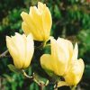 Magnolia  - 'Yellow River' - Liliomfa