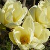 Magnolia  - 'Yellow River' - Liliomfa