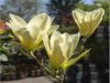 Magnolia  - 'Yellow River' - Liliomfa