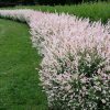 Tarkalevelü Japán fűz - Salix Integra "Flamingo"