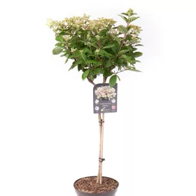   Törzses bugás hortenzia - Switch Ophelia - Hydrangea Paniculata - 25 cm törzs