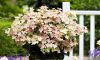 Törzses bugás hortenzia - Switch Ophelia - Hydrangea Paniculata - 25 cm törzs