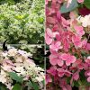 Törzses bugás hortenzia - Switch Ophelia - Hydrangea Paniculata - 25 cm törzs