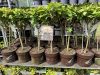 Törzses bugás hortenzia - Switch Ophelia - Hydrangea Paniculata - 25 cm törzs