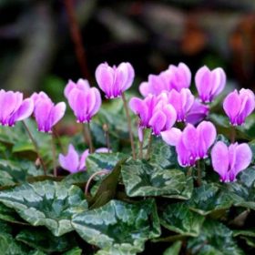 Borostyánlevelű ciklámen - Cyclamen hederifolium