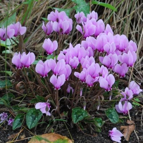 Borostyánlevelű ciklámen - Cyclamen hederifolium