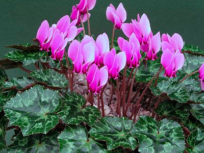 Borostyánlevelű ciklámen - Cyclamen hederifolium