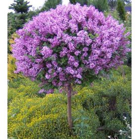   Törzses törpe orgona fa- Syringa "Bloomerang Pink Perfume"