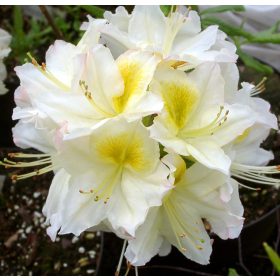  Lombhullató Azálea - Azalea "Persil" - Rhododendron 