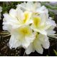 Lombhullató Azálea - Azalea "Persil" - Rhododendron 