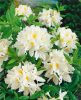 Lombhullató Azálea - Azalea "Persil" - Rhododendron 