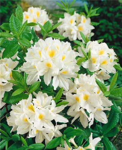 Lombhullató Azálea - Azalea "Persil" - Rhododendron 