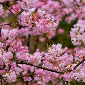   Téli bangita - Viburnum bodnantense 'Charles Lamont'
