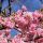 Téli bangita - Viburnum bodnantense 'Charles Lamont'