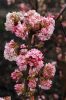 Téli bangita - Viburnum bodnantense 'Charles Lamont'
